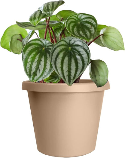 The HC Companies 14 Inch Round Prima Planter - Plastic Plant Pot with Rolled Rim for Indoor Outdoor Plants Flowers Herbs, Sandstone (Pack of 3)