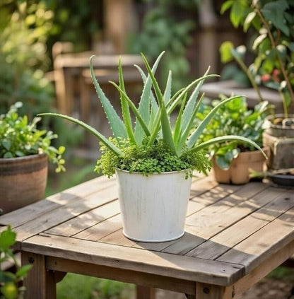 Hosley Set of 3 White Wash Finish Bucket/Pots with PVC Liner, 5" Dia x 4.75" H Ideal Gift for Floral Arrangements Wedding Home Office Party DIY Indoor Outdoor Garden Patio