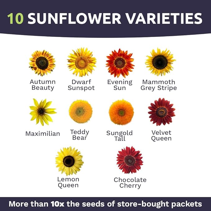 Sunflower Variety Mix 10 Types of Beautiful Sunflowers - Bulk 1 Ounce Packet - Open Pollinated Sunflower Seeds
