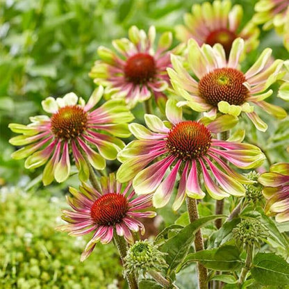 100+ Seed Twister Coneflower Flower Perennial Flower for Planting Outdoor-Non-GMO Heirloom Garden Decoration Grow Easily