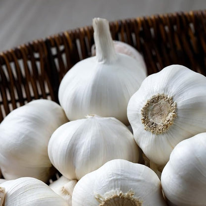 4 Heirloom Hardneck Garlic Bulbs for Planting - Pack Music Garlic Bulbs for Planting, Seed Garlic