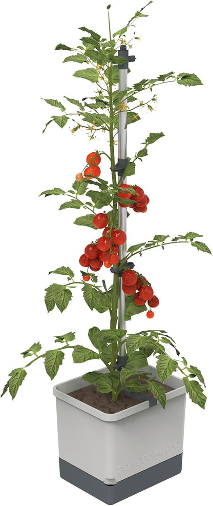 BUZZY Seeds Self-Watering Vertical Tomato Planter with Trellis – 1.2 Gal Reservoir, Large Capacity Planter for Tomatoes & Climbing Plants (Grey)