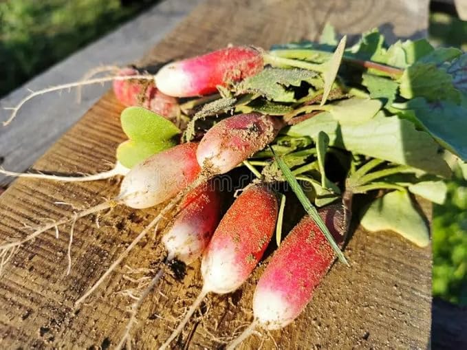 Park Seed Radish Vegatable Plant Seeds, Easy to Grow, Variety of Colors, Spring Garden, Patricia, Pack of 400