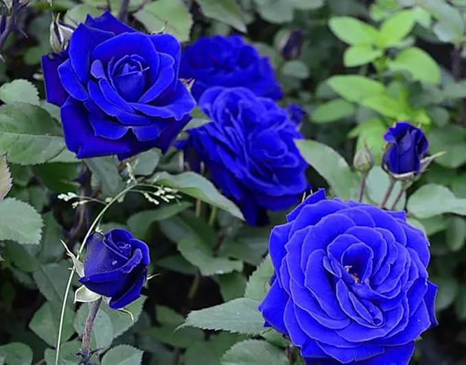 50+ Climbing Rose Seeds Flowers Vine Garden Planting