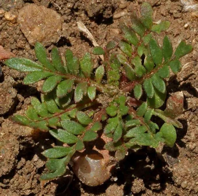 Globe Gilia Seeds, Gilia capitata, Pack of 5000 Seeds by Seeds2Go
