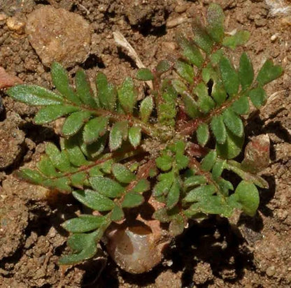 Globe Gilia Seeds, Gilia capitata, Pack of 5000 Seeds by Seeds2Go