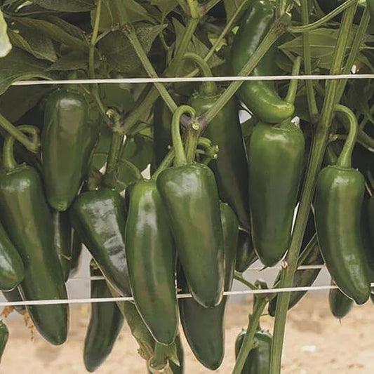 Park Seed San Joaquin Jalapeno Pepper Seeds – Pack of 100 Seeds, Mild Heat, 60 Days to Maturity, F1 Hybrid, High Yield, Ideal for Gardens and Containers