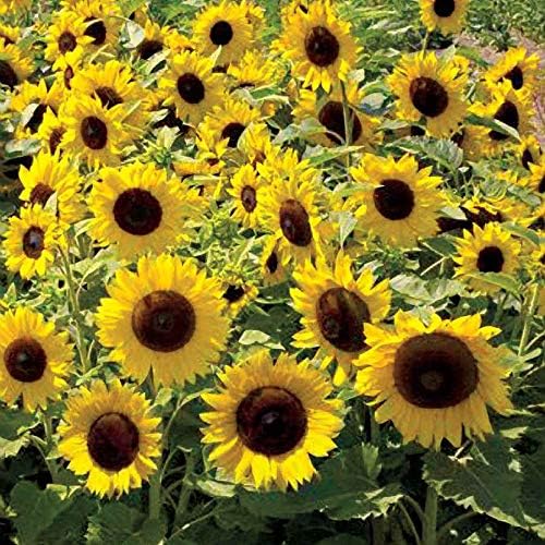 Outsidepride Dwarf Sunspot Sunflower Seeds for Planting - 1/4 Lb. Annual, Easy to Grow Flower Seeds w/Vibrant, Abundant Blooms for Cut Flower Arrangements & Pollinator & Vegetable Gardens