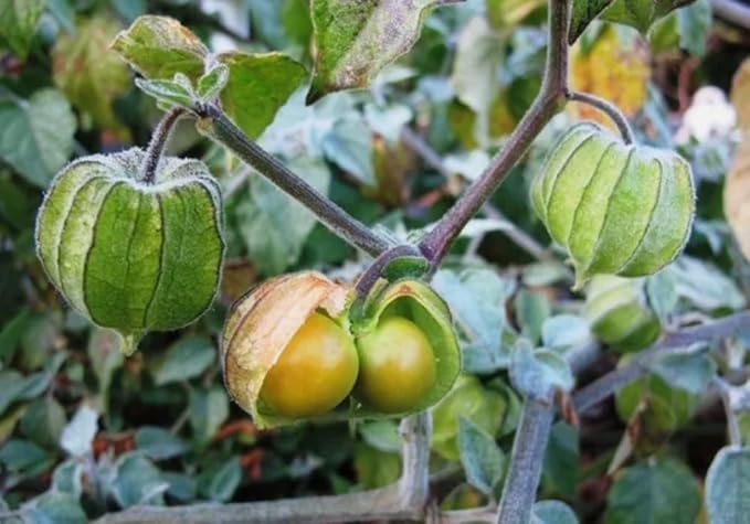 100PCS Cape Gooseberry Seeds Rare Fruit Spring Ground Cherry-Heirloom Seeds