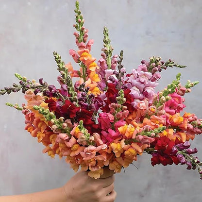 200pcs Snapdragon Seeds Flower Seed Antirrhinum majus Tetra Mix Multi Color Blooms Cut Flowers Non-GMO