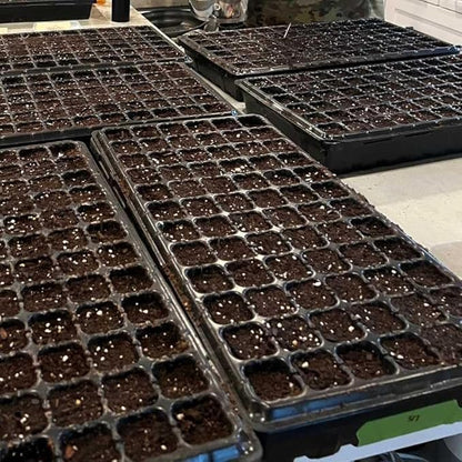 Bootstrap Farmer 72 Cell Seed Starter Tray - Extra Strength Starting Trays for 1020 Planting Seedlings, Propagation, Germination Plug Station (60)