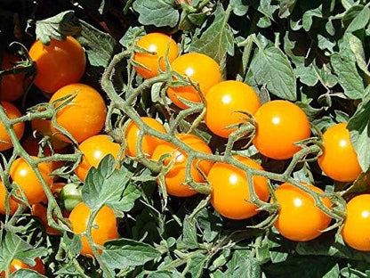 Seeds Golden Cherry Tomato Indeterminate Non GMO Vegetable for Planting