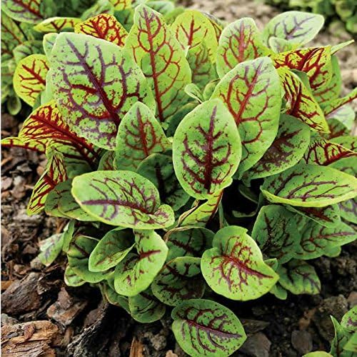 Indian Sorrel Seeds for Planting, Fast Germination & High Yield, Hardy & Nutrient-Rich, Ideal for Home Garden, Pots & Outdoor Growing, Easy to Cultivate & Low Maintenance, Thrives in All Climates