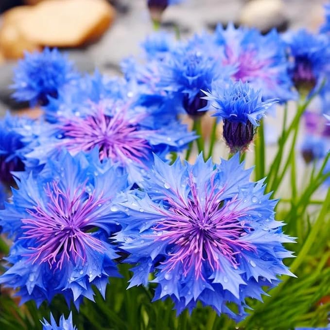 520+ Cornflower Seeds for Planting-Non-GMO Heirloom Plant Seeds Garden Outdoor