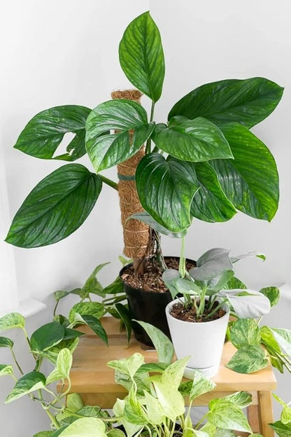 GARDENERA Monstera Pinnatipartita Plant Soil Mix - Premium Blend for Thriving Foliage and Root Development - 10 Quart (2 Bags of 5 Quart)
