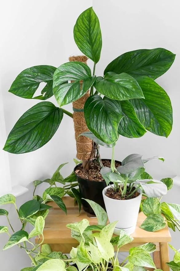 GARDENERA Monstera Pinnatipartita Plant Potting Soil - Specially Formulated for Unique Plant Needs - 3 Quart