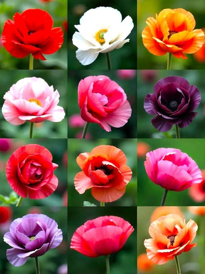 Seeds Double Poppy Mix 1000+ Seeds to Grow Multicolor Double Bloom Poppies