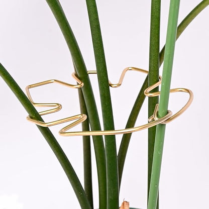 Monstera Plant Stem Support System - 5 Piece Set (5.5x4.7in) | Durable Plant Support Stakes for Climbing Plants & Fishbone Cactus | Ideal Leaf Stabilizer for Indoor Plants & Monstera Care