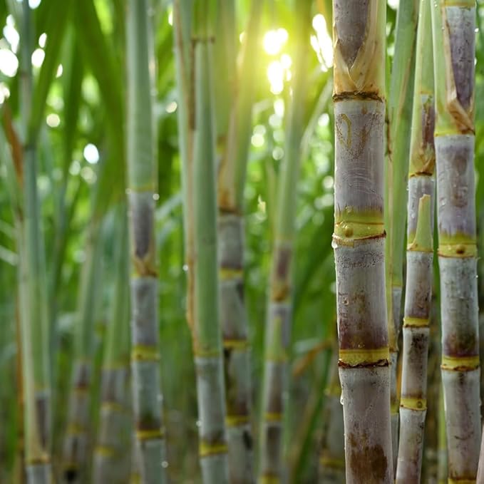150+ Perennial Sugar Cane Seeds for Planting,Tropical Sugarcane Plant Seeds Non-GMO Heirloom Pollinated Variety for Outdoor Home