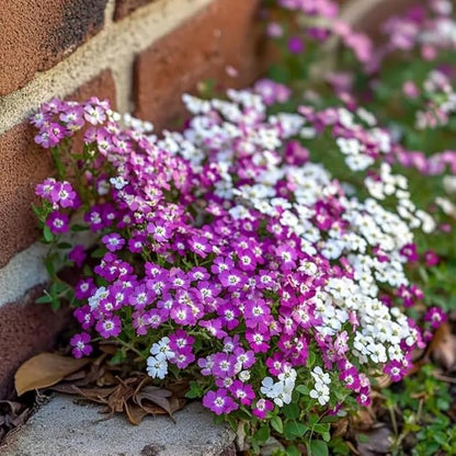 200+ Mix Sweet Alyssum Seeds Groundcover Flowers Garden Planting