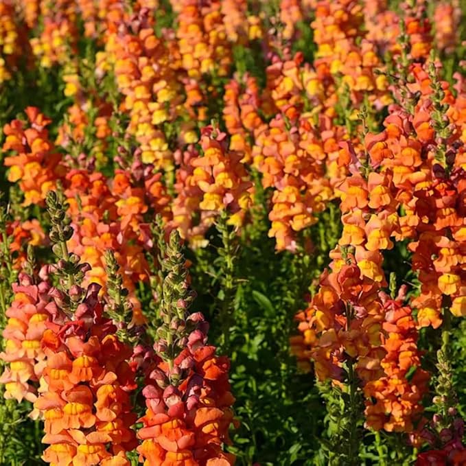 200+ Snapdragons Orange Seeds Flowers Garden Planting