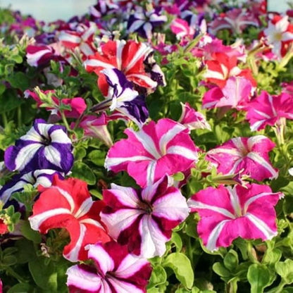 Seeds Petunia Starfall F1 Mix - Annual Flowers for Planting - GMO Free