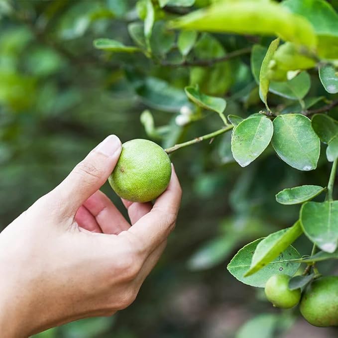 Gardenera's Premium Lime Soil Mix - Fast-Draining Potting Soil for Growing and Repotting Citrus Aurantifolia - 3 Quart