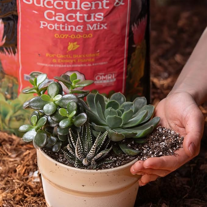 Black Gold Succulent Cactus Mix 8 qt