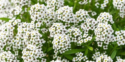 Sweet Alyssum Seeds - Carpet of Snow, Bulk Pack of 50,000 Seeds by Seeds2Go