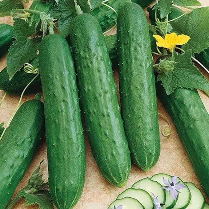 10+ Seeds Indoor Cucumber Zozula F1 Self-Pollinating - Vegetable Green