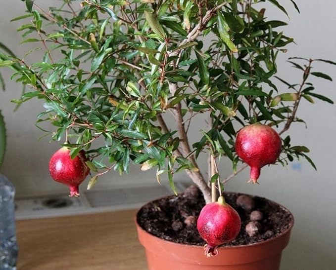 Seeds Pomegranate Heirloom Fruit Non GMO for Planting