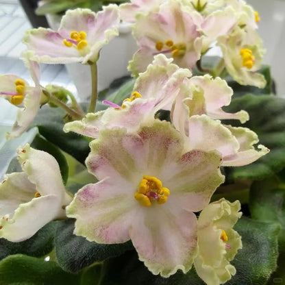 50 Saintpaulia Flower Seeds for Planting, Mixed Color Rare African Violet Seed, Perennial Non-GMO African Violet Seeds for Small Garden Border, Home Outdoor