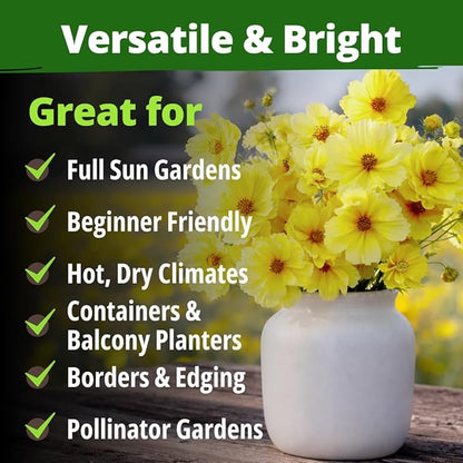 HOME GROWN Cosmos Seeds Dwarf Lemon – 300 Dwarf Cosmos Flower Seeds for Planting, Compact Yellow Blooms, Heat Tolerant Annual for Outdoor Gardens (.2g) – Cosmos sulphureus ‘Dwarf Lemon’