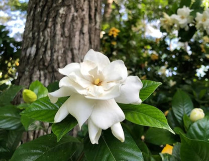 100PCS Gardenia Seeds Cape Jasmine Jasminiodes Fragrant White Shrub Flower Seeds