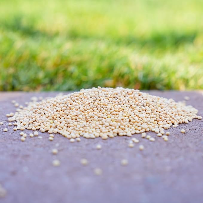 Desert Valley White Millet Seed, All Natural, Non-GMO Premium Wild Bird Food for Cardinals, Finch, Song Birds, Buntings and More (3 Pounds)