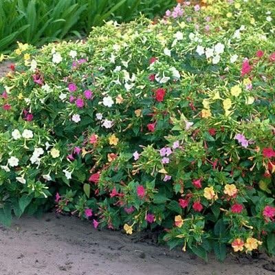 Non GMO Four O'Clock Mix Flower Seeds Mirabilis Jalapa (5 Lbs)