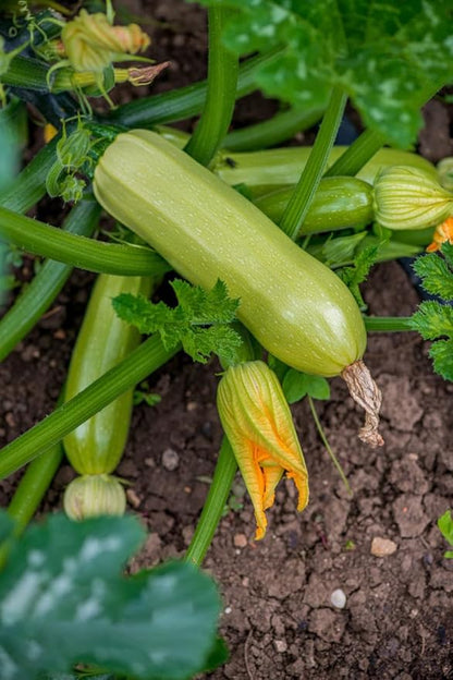 Pack of 50 Zucchini Summer Squash Seeds, Zucchini Seeds for Planting Outdoors