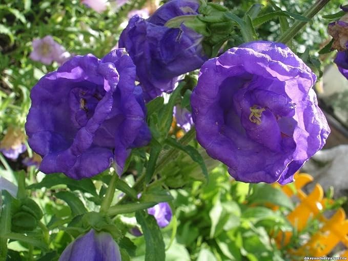 Seeds Canterbury Bells Double Mix Biennial Flowers