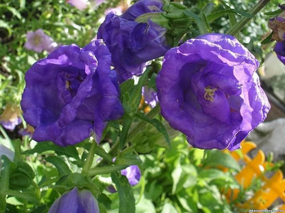 Seeds Canterbury Bells Double Mix Biennial Flowers