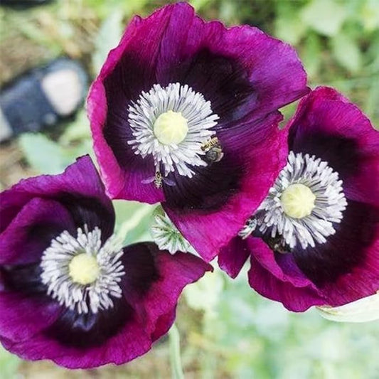 4200+ Purple Poppy Flower Seeds for Planting-Heirloom Non-GMO Seeds,Colorful Blooming Garden Flowers