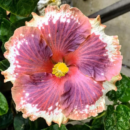 100+ Mixed Hibiscus Seeds Planting Outdoor- Perennial Rare Non-GMO Heirloom Hibiscus Flowers Plant for Your Garden Home