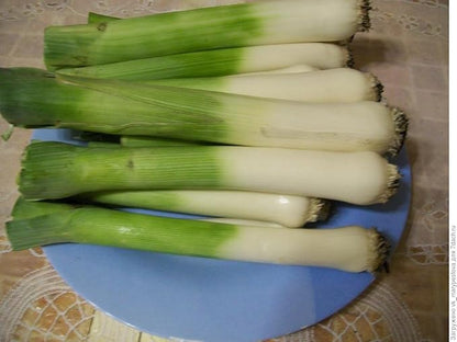 Seeds Leek Fall Giant - Organic