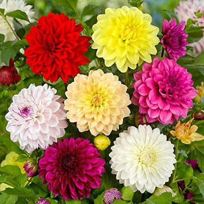 Seeds Flowers Dahlia Double Mix Annual - 30 Seeds