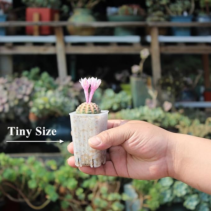 BangQiao 180 Pack 1.95 Inch Tiny Clear Plastic Square Nursery and Seedling Pot, Mini Deep Transplant Seed Starter Planter with Drain Hole for Germination, Herb, Succulent