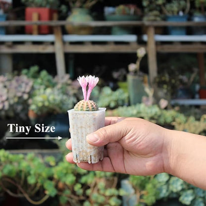 BangQiao 180 Pack 1.95 Inch Tiny Clear Plastic Square Nursery and Seedling Pot, Mini Deep Transplant Seed Starter Planter with Drain Hole for Germination, Herb, Succulent
