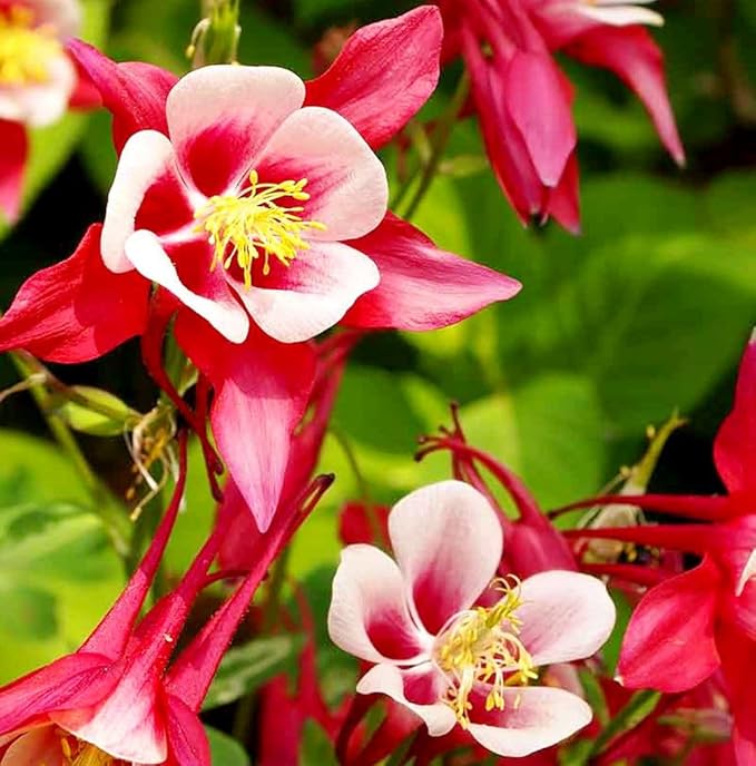 100 pcs Columbine McKana Giants Flower Seeds, Perennial Colorful Attracts Bees and Hummingbirds from USA Aquilegia caerulea