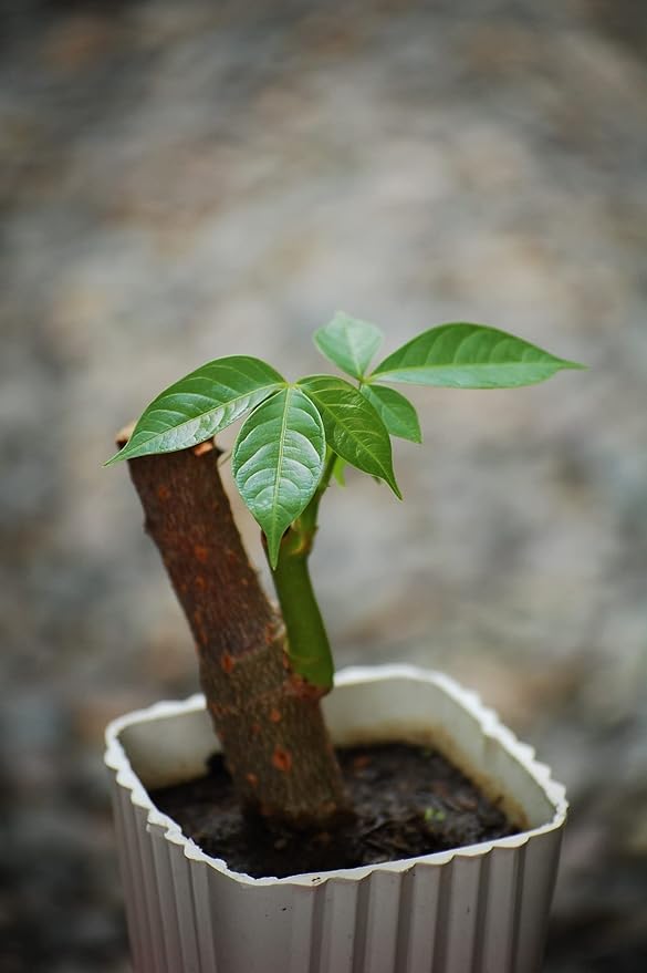 Bamboo Bonsai Plant Potting Soil Mix Peat Moss & Perlite (½ Gallon / 2 quarts). Repot Ficus, Lucky Bamboo Soil