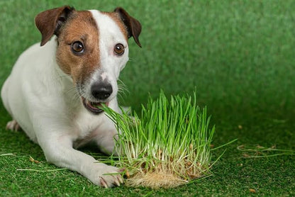 Seeds Grass for Dogs Non GMO Heirloom 1500 Seeds
