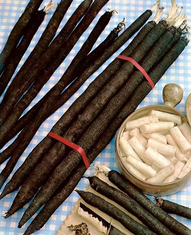 Seeds Salsify Black Root Scorzonera Heirloom Vegetable for Planting Non GMO