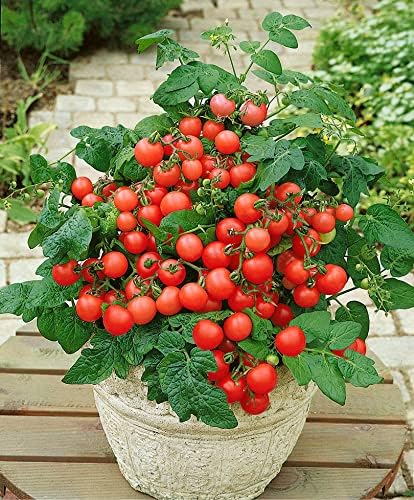 Seeds Red Dwarf Tomato Indoor Determinate Non GMO Heirloom